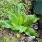 Removal of American Skunk Cabbage, Harridge Woods